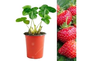 GARDENERSDREAM Strawberry 'Hapil' Fast Growing Fruit Plant Garden Bushes | 9cm Pot (10 Plants)