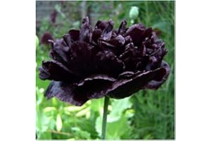 FLOWERSEEDSUK 250 Black Poppy Papaver Paeoniflorum Peony Seeds