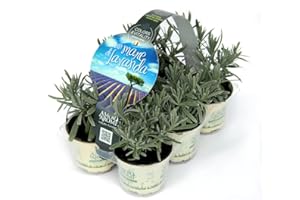 AMORI E AROMI Lavanda (6 piante in vaso da 9 cm) lavandula angustifolia – Profumate e Resistenti