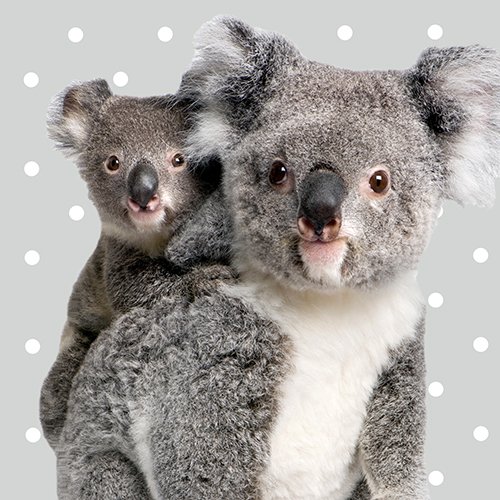 Cute Australien Koala Bear & Baby Foto Print Pale Grau mit weiß Polka Dot-40,6cm (40cm) Kissenbezug, - 2