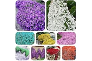 SVI 200 Creeping Thyme Seeds Flower Seeds Rock Cress Ground Cover Seeds Carpet Evergreen Plant Easy To Grow For Garden Lawn 1