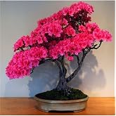 Tohum D&uuml;nyam Bodur Pembe Azalea Bonsai Ağacı Tohumu 5 Adet Tohum