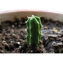 Trichocereus Peruvianus 50 Samen - San Pedro Kakteen Kaktus (Mit  Anzuchtanleitung) : Amazon.de: Garten