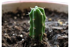 SAMENCHILISHOP (IMMER NUR EINMAL VERSAND) Trichocereus Peruvianus 50 Samen - San Pedro Kakteen Kaktus (Mit Anzuchtanleitung)