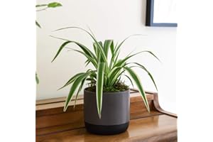 Spider Plant Indoor House Plant (Chlorophytum Variegatum) - Easy to Grow Indoor Plant for Home, Office, Conservatory, 1 x 12cm Pot + Decorative Pot in Grey & Black by Thompson & Morgan