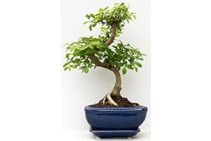 BONSAI2U Bonsai Tree, Chinese Elm in Ceramic Pot with Matching Tray