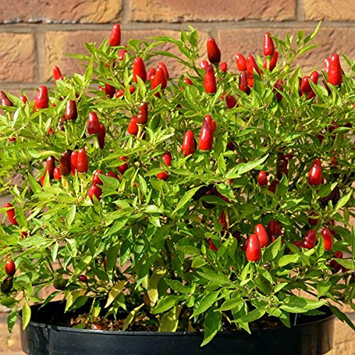 JustSeed - Vegetable - Chili Pepper - Hot Thai - 10 Seeds