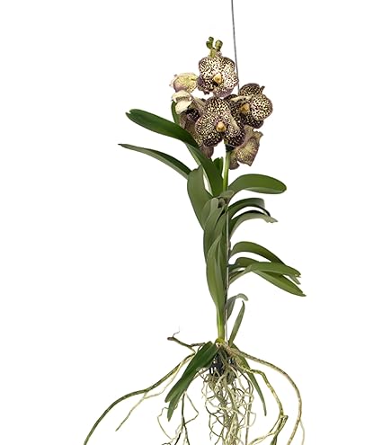 Orchidée Phalaenopsis - X3 - Phalaenopsis Multiflora - Hauteur 35-45cm