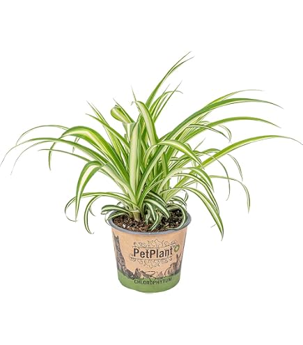 POWERS TO FLOWERS - CHLOROPHYTUM, FALANGIO 2 PIANTE, VARIETA' BONNIE e OCEAN IN VASO CERAMICA DECORATO, vaso 12cm, piante vere