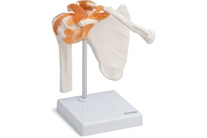 CRANSTEIN SCIENTIFIC Cranstein A-332 - Anatomia, scheletro