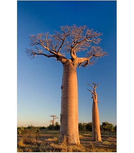 Baobab Seeds for Planting | Adansonia Digitata | 20+ Seeds