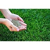 Zencefil Organik &Ccedil;im Tohumu 500 gr. Dinamik 6M Dayanıklı Yoğun Basılan Alanlar İ&ccedil;in İdeal &Ccedil;im Tohumu