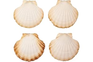 Finoly Große Natürliche Muschelschalen Jakobsmuscheln Muscheln 10x11 cm Paket 4/8/12/16 Stück | Jakobsmuschel Schalen für die Küche Dekoration Handwerk DIY (4, Rund)