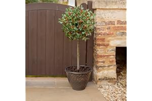 YouGarden Holly Tree Ilex Meserveae 'Blue Maid' Standard Potted Tree, Supplied 80cm Tall, Instant Impact