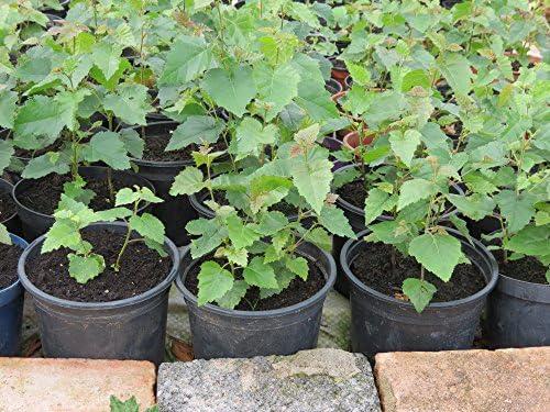 Silver Birch tree seeds,