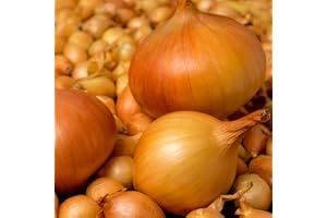 THE SEED SHED Onion Ailsa Craig Seeds – Giant Sweet Onions – High-Yield & Easy to Grow – Fresh Tasty Vegetables – for Your Kitchen Garden