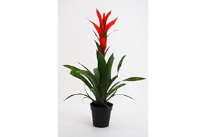 DELVIVERODIRECT Guzmania - Planta Natural - Planta Exterior - DELVI (Amarillo)