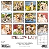 Image de Just Yellow Labs 2017 Calendar