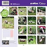 Image de HURONES 2017 - CALENDARIO AFFIXE