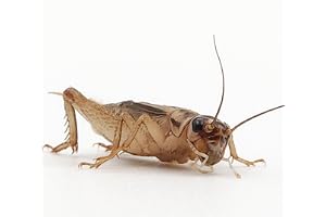 Eurocrickets | Levande fodersyrsor storlek nr 5 (15–18 mm) Standard