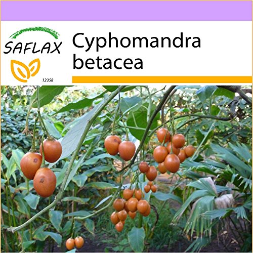SAFLAX - Tomate de árbol - 50 semillas - Cyphomandra betacea