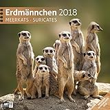 Image de Erdmännchen 30x30 2018