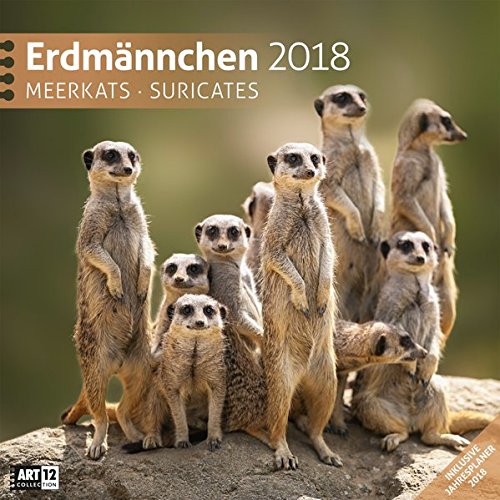 Erdmännchen 30x30 2018