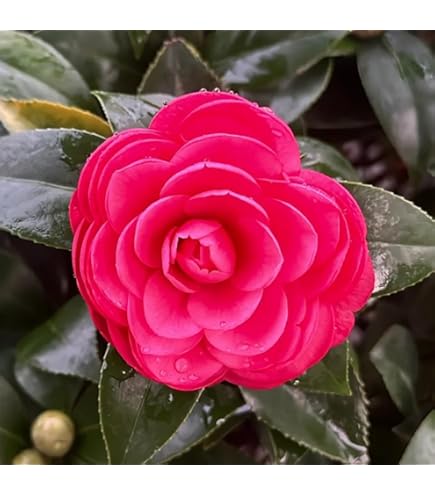 Nerium Oleander Provence - Oleandro - Foto 6