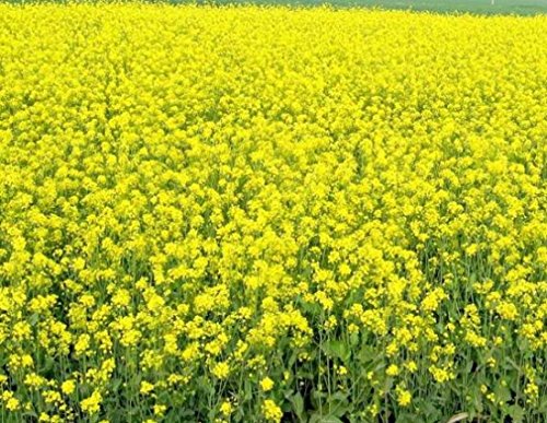 Weißer Senf - Echter Senf - Gelber Senf - 2000 Samen