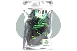 ANGELWING Jewel Beetle Elytra Green Wings Sternocera Aequ Natural Taxidermie Fashion Design - 200 pièces