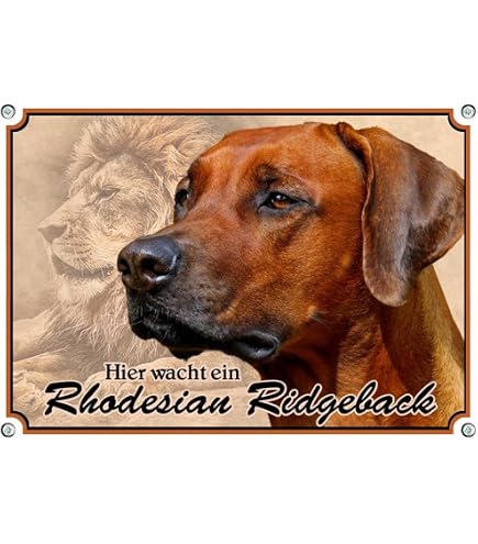 AdriLeo Warnschild „Vorsicht Rhodesian Ridgeback“ – 40x60 Cm, Alu-Verbund, UV-beständig, Wetterfest
