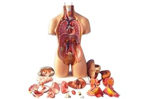 UIGJIOG 28/45/55 cm Human Torso Template, Anatomy Model Human Body, 4D Anatomical Assembly Model of Human Organs for School Teaching,45cm