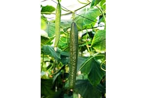 HUA XIAN ZI 100+ semi di cetriolo verdi lunghi per piantare, semi di cetriolo di cimelio biologico non OGM