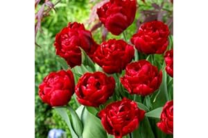 BOTANICAL BLISS 5 Double Red Tulip Bulbs - Stunning Spring Flowers with Layered Bright Red Blossoms - Ideal for Your Garden's Perennial Beauty - Tailored for UK Climates