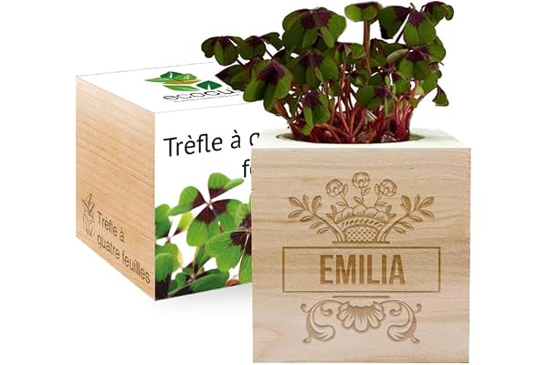 Amikado - Ecocube gravé d'un prénom (Trèfle à 4 feuilles) - Plantes dans Un Cube en Bois - 100% Eco Friendly - idée Cadeau Durable