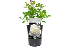 GARDENERSDREAM Happy Birthday Rose - 80th Birthday Gift - Make Their Special Day Memorable with a Beautiful Living Rose
