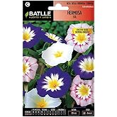 Semillas Batlle – Semi Di Zucca, Gombo E Fiori Rampicanti Per Orto E Giardino