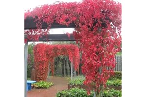 3 x Självklättrande jungfruslinga 'Engelmannii' - Set med 3 jungfruslingor (Parthenocissus quinquefolia 'Engelmannii') - Röd, snabbväxande och härdig