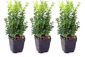 GENÉRICO Pack de 3 plantas Buxus Sempervirens, 30-35 cm. Boj Común. Arbusto perenne, hojas verdes brillantes, ideal para setos y jardinería. Segura Garden.