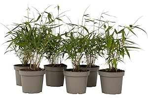 Plant in a Box - Fargesia scabrida Asian Wonder - Bambú - Set de 6 - Maceta 13cm - Altura 25-40cm