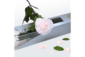 GDECORA Rosa Preservada Natural Pink Bluch con Tallo de 35cm – Flor Eterna para Regalo Romántico, Mujer, Día de la Madre, Cumpleaños y Ramos Decorativos