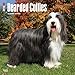 Produktbild Bearded Collies 2018-18-Monatskalender mit freier DogDays-App: Original BrownTrout-Kalender [Mehrsprachig] [Kalender] (Wall-Kalender)