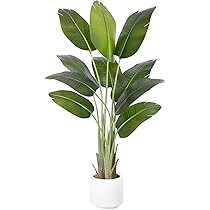 Grote kamerplant in pot cadeau geven? | Kant-en-klaar Grote kamerplant in pot cadeau geven? | Kant-en-klaar