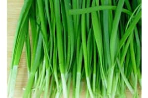 POTSEED Germination Les graines: 500 Allium tuberosum Graines Bio (ail Ciboulette, Ciboulette asiatiques, poireau Chinois)