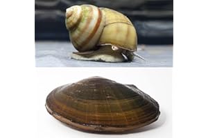 NATUREHOLIC Set di filtri biologici per laghetto da giardino, biofilter naturale, arma miracolosa contro le alghe, abitanti pacifici, 3 conchiglie per laghetto e 3 lumache con coperchio della palude