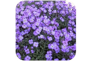 GROWTANICAL Aubrieta Trailing Aubretia 'Katie Blue ' Perennial Plug Plants x 6