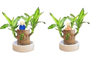 Brazilian Wood Plant, Brazilian Wood Hydroponic Plant, Brazilian Lucky Wood Plant, Mini Brazil Lucky Wood, Mini-Brasilien-Glücksholz, Hydroponic Tree Stump Desktop Plants für Luft Reinigen