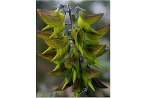 Shop Meeko Crotalaria cunninghamii - greenflower - Regalflower - 10 graines