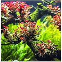 Kleine Tiefrote Ludwigie / Ludwigia sp. "Mini Super Red" - In-Vitro *TOP-RARITÄT*