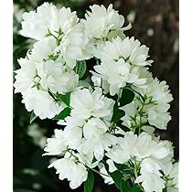 Tuberose Blumen - Winterhart & Duftend - 6 Wurzeln Für Garten & Balkon